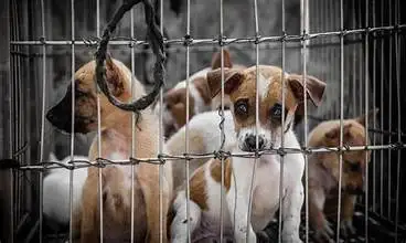 Laws and Policies Regarding Animal Rights in India
