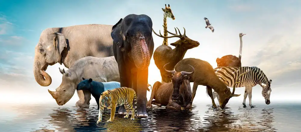 ANIMAL PROTECTION RIGHTS ACROSS THE GLOBE: AN OVERVIEW