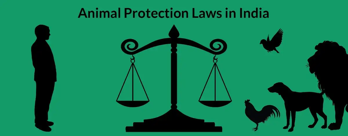 Indian Constituional Provisions for Animal Testing