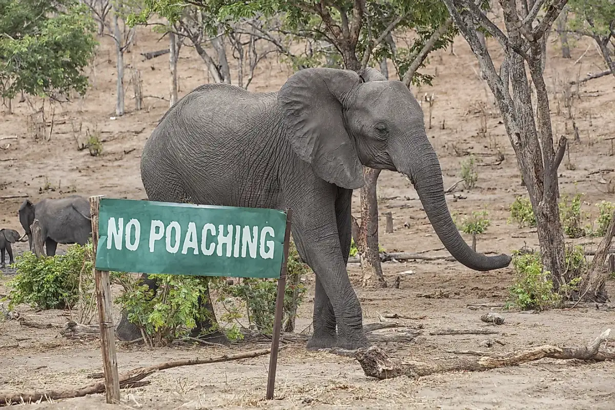 Black Markets Of Animal Body Parts and Poaching of Tigers in Asia