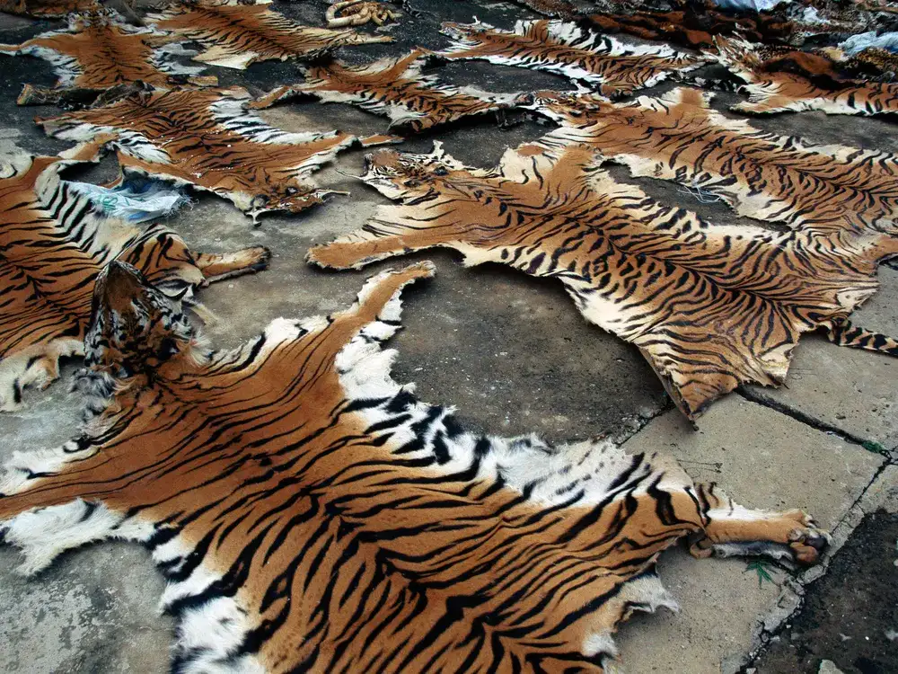 "The Illegal Wildlife Trade: Uncovering the Black Markets of Animal Body Parts and Poaching of Tigers in Asia"