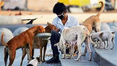 SUPREME COURT REJECTS PIL ON STRAY DOGS, DIRECTS PETITIONER TO HIGH COURT